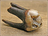 Indian King dig 1