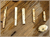 Indian King dig 1