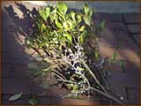 Garden Tools