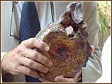 hadrosaurus bone