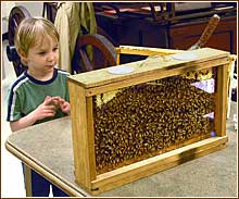 bee hive display