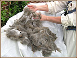 Drying wool